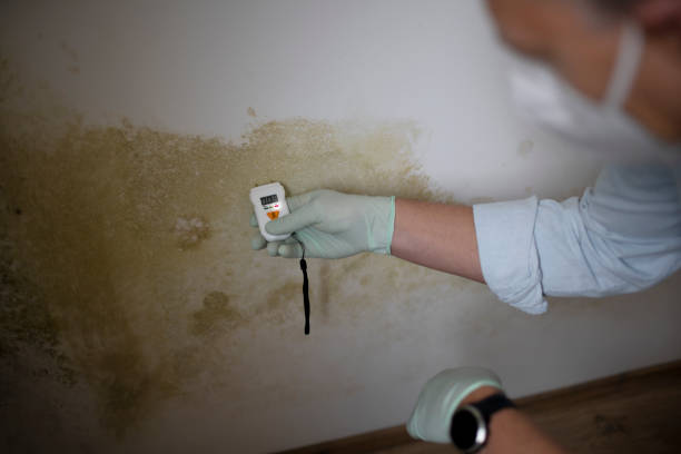 Best Mold Cleaning Services  in USA